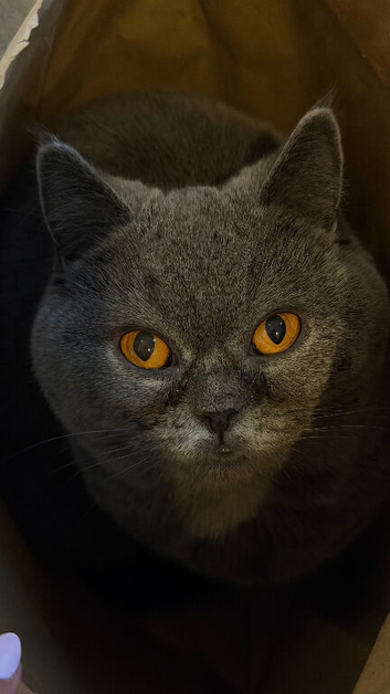 Beautiful Grey Cat &ldquo;Leona&rdquo; with Stunning Amber Eyes &ndash; Looking for a Loving Home