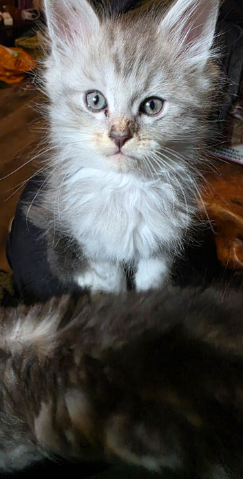 Kittens ready for forever home next week