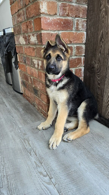 Stunning and strong German Shepherd puppies