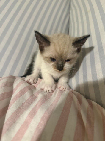 6 kittens boy and girls