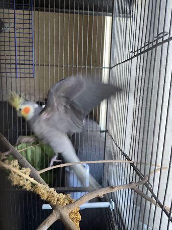 Cockatiel with cage