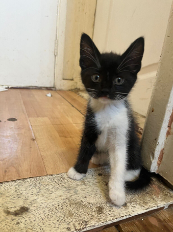 2 beautiful male kittens