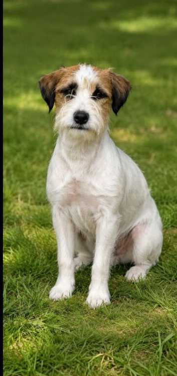 6 month old Jack Russell male