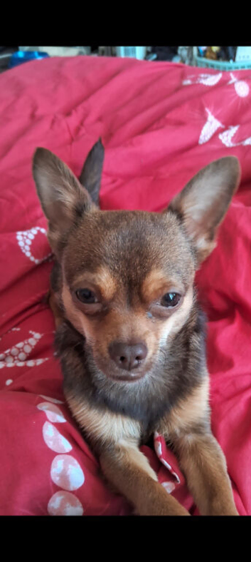 Tea cup chihuahua