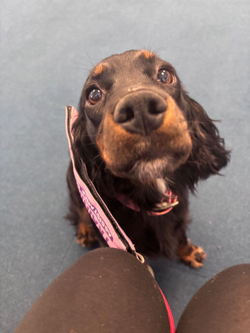 Cocker spaniel for sale