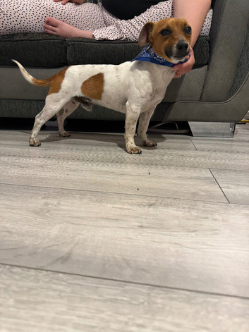 Proven miniature Jack Russell stud