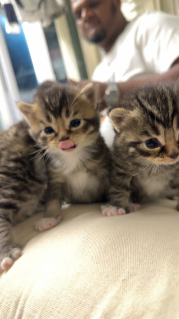 Beautiful British Blue kittens looking for their forever homes.