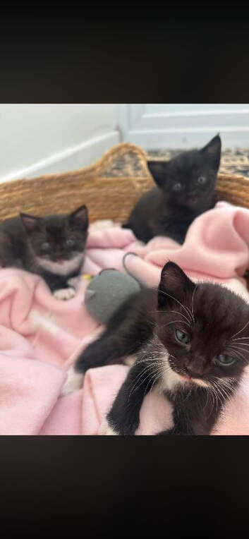 Three beautiful playfully kittens