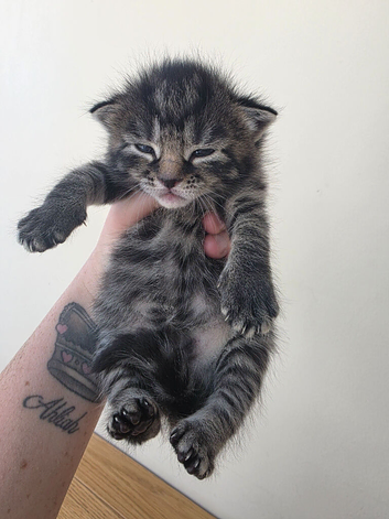 Gorgeous kittens