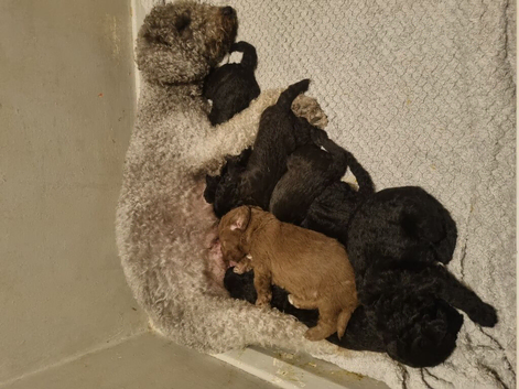 Bedlington Terrier pups for sale