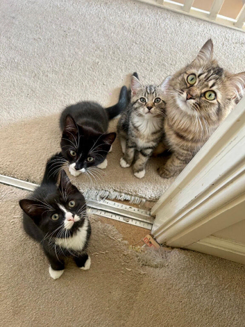 4x Kittens for sale