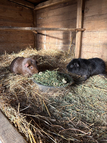 Pair of małe guinea pigs
