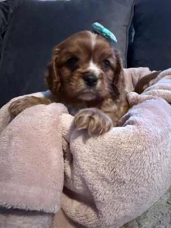 Beautiful KC reg litter