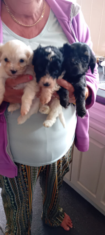 Malshipoo
