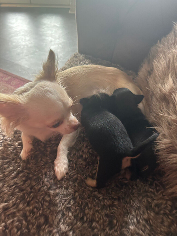 2 playful male chihuahua puppies