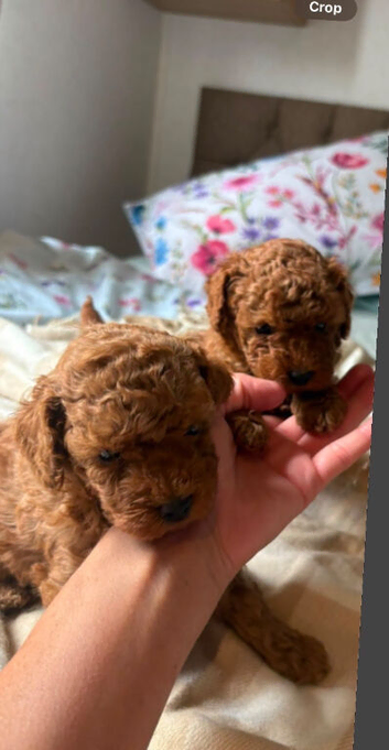 Toy poodle puppies