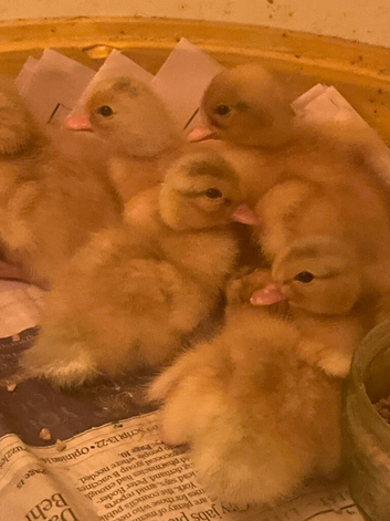 Call Ducklings available now