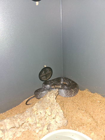 Texas indigo snake and blacktail cribo
