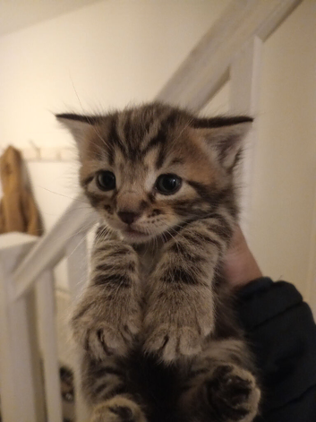 Tabby kittens