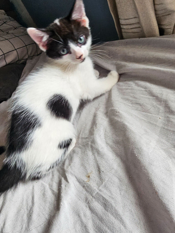 Long haired black/grey/white kitten