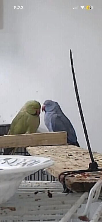Male Olive Mutation and female violet