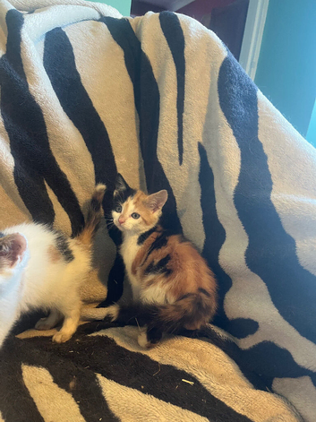 Kittens looking for forever homes