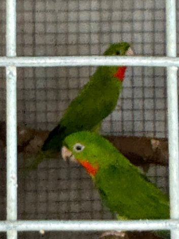 Pair red throated conures
