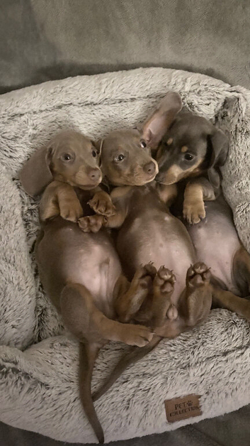 3 beautiful miniature dachshund puppies