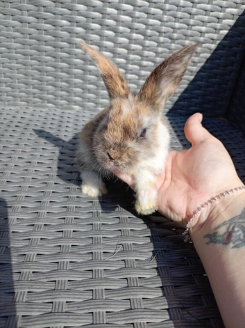 Last baby mini lop cross lionhead!