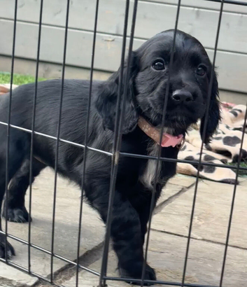 Cocker Spaniel Pups