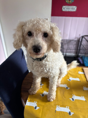 White toy poodle