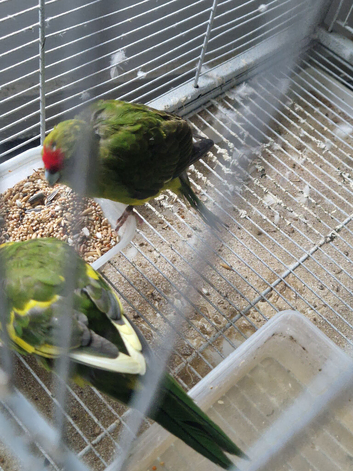 Young Kakirikis
