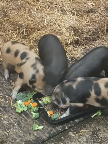 Gottingen male piglets