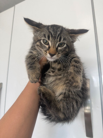 Beautiful Kittens Ready for Their Forever Homes in Blackwood