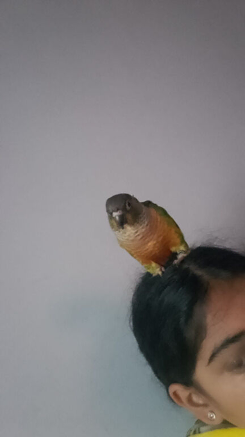 Missing kakarikis and conure