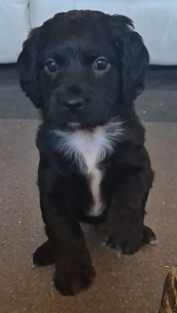 Gorgeous little girl ready now!!!!!
