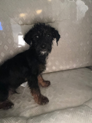 1 beautiful Jackapoo puppy available to go today