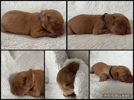 ️7 foxred Labrador puppies️