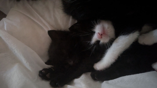3 curious kittens looking for loving families