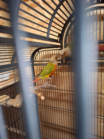 2 high red pineapple conures