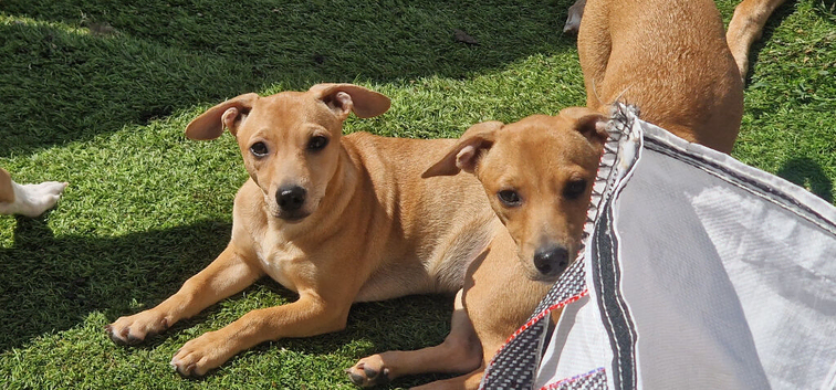 Lurcher x terrier girls