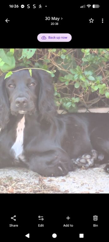 KC registered cocker spaniel stud dog
