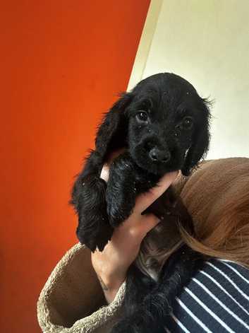 LAST BOY IN LITTER