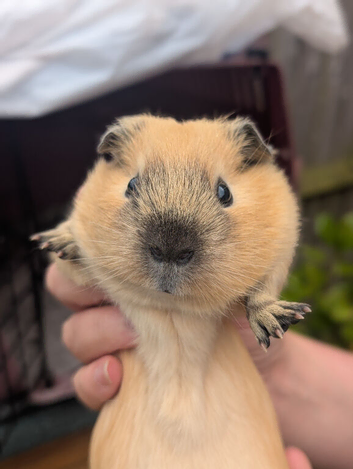 Cali guinea pig females x 2