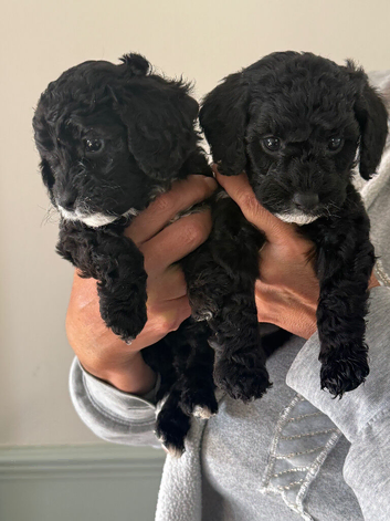 Beautiful litter of cockapoo puppies