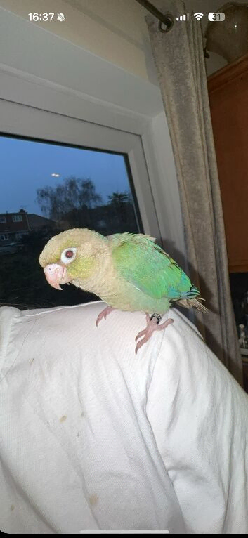 Baby Conure for sale