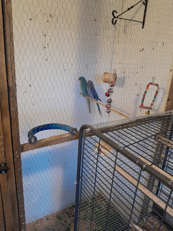 Indian ringnecks