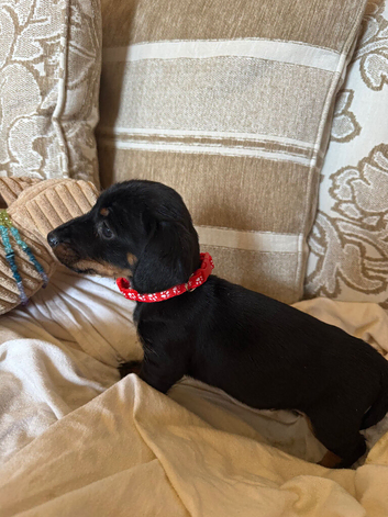 miniature dachshund one boy left