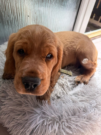 Red Cocker Spaniel Puppy