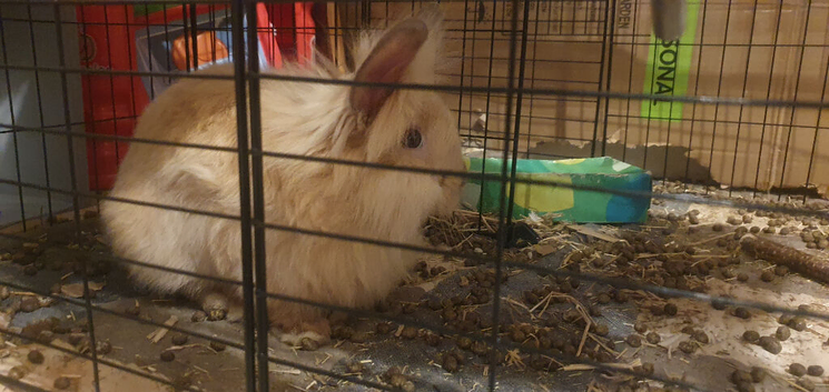 One girl one boy lionhead rabbit